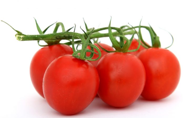 Secret for Growing Lots of Healthy Tomatoes