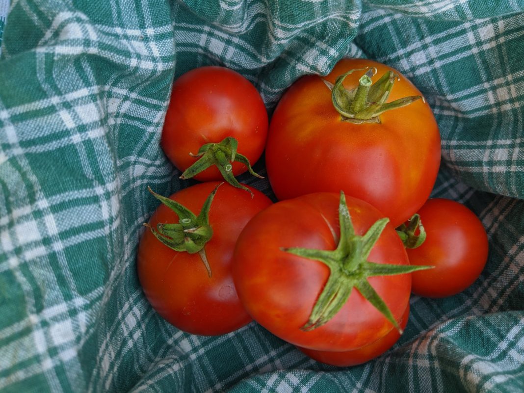 How to Store Ripen Tomatoes Freezing Fresh Tomatoes Pioneer Thinking
