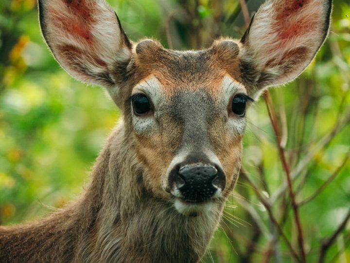 North American Deer Species
