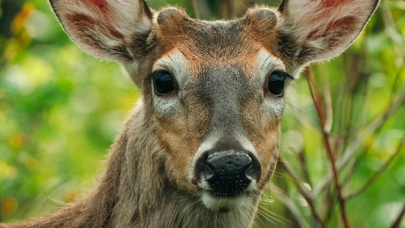 North American Deer Species