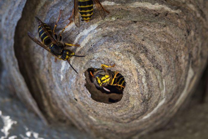 How to Remove a Wasp Nest