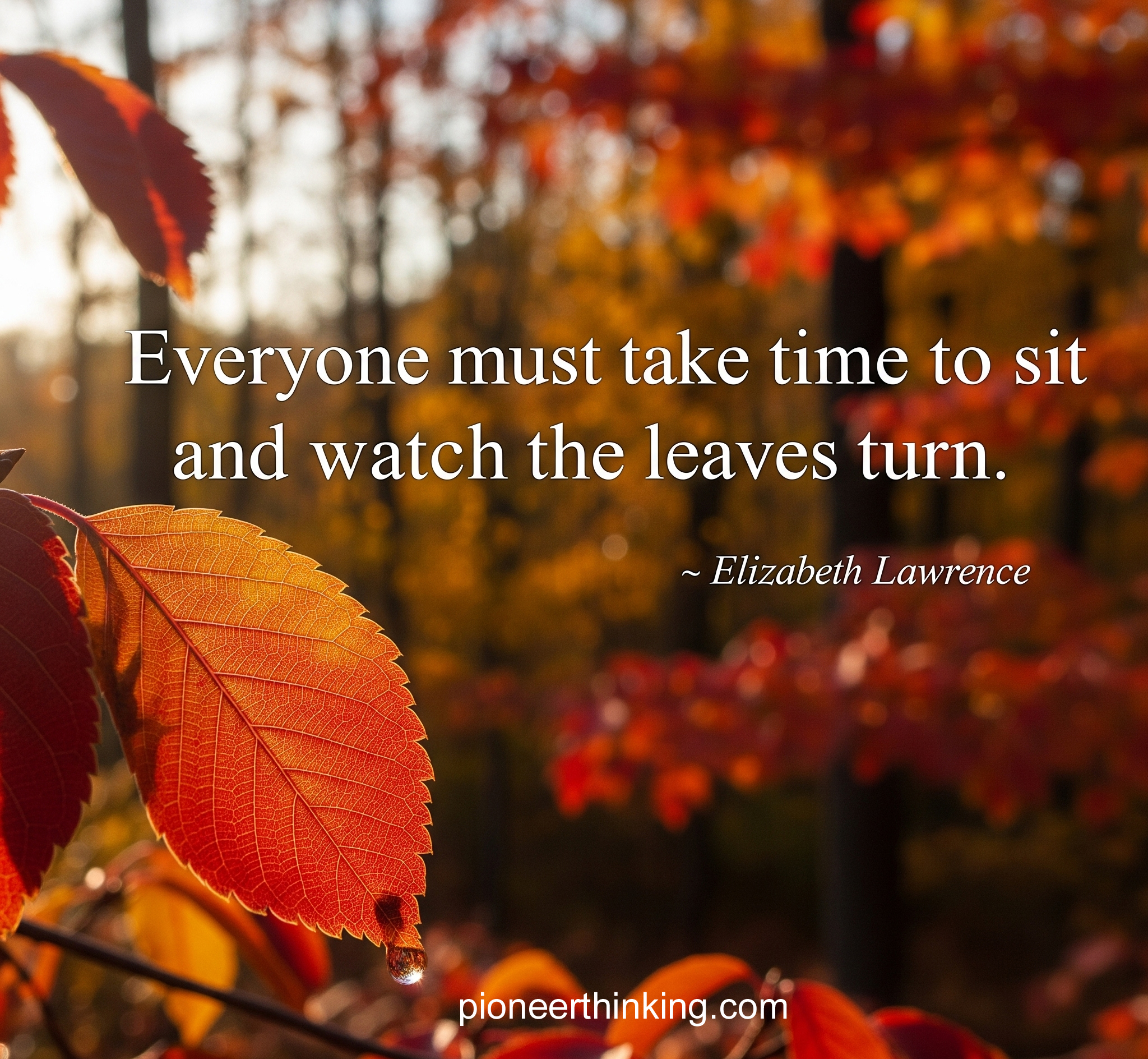 Watch The Leaves Turn – Elizabeth Lawrence