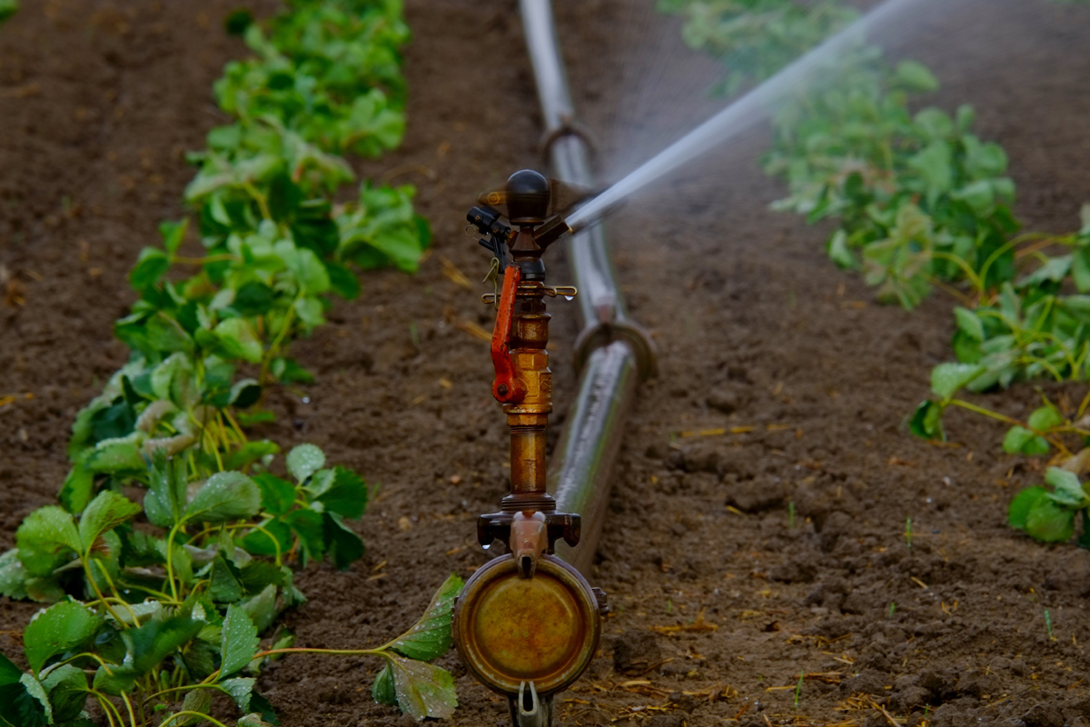 How to Start a Garden - Irrigation Tips
