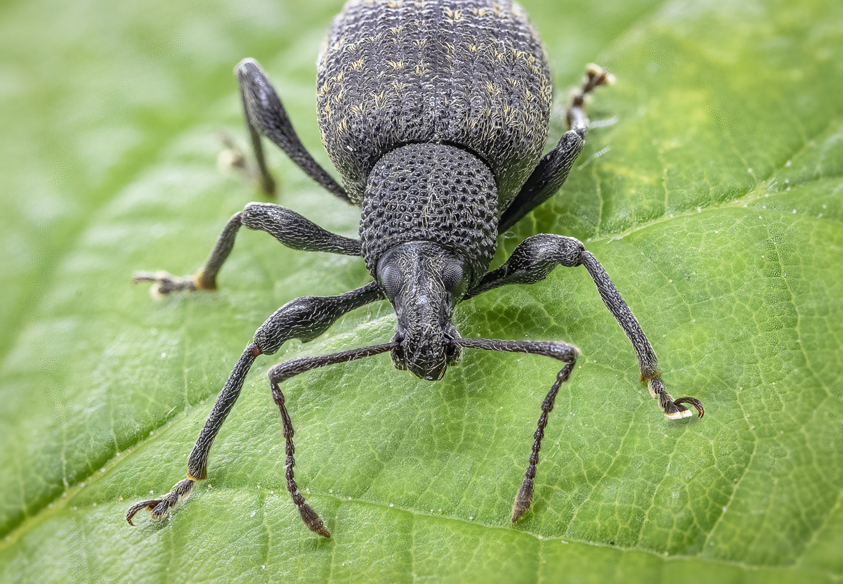Natural Controls for The Evil Weevil