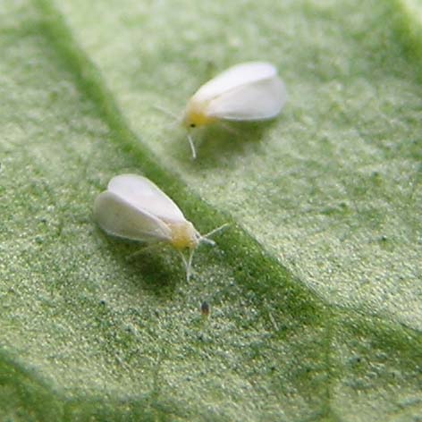Greenhouse Whitefly