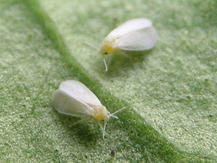 Controlling Whitefly Naturally
