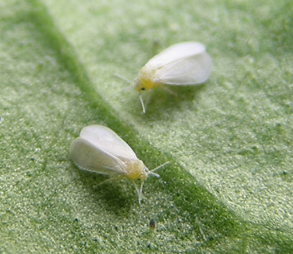 Controlling Whitefly Naturally