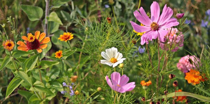 Wildflower Seeds - Ten Reasons Why You Should Plant