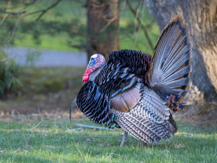 Questions and Answers About Wild Turkey?