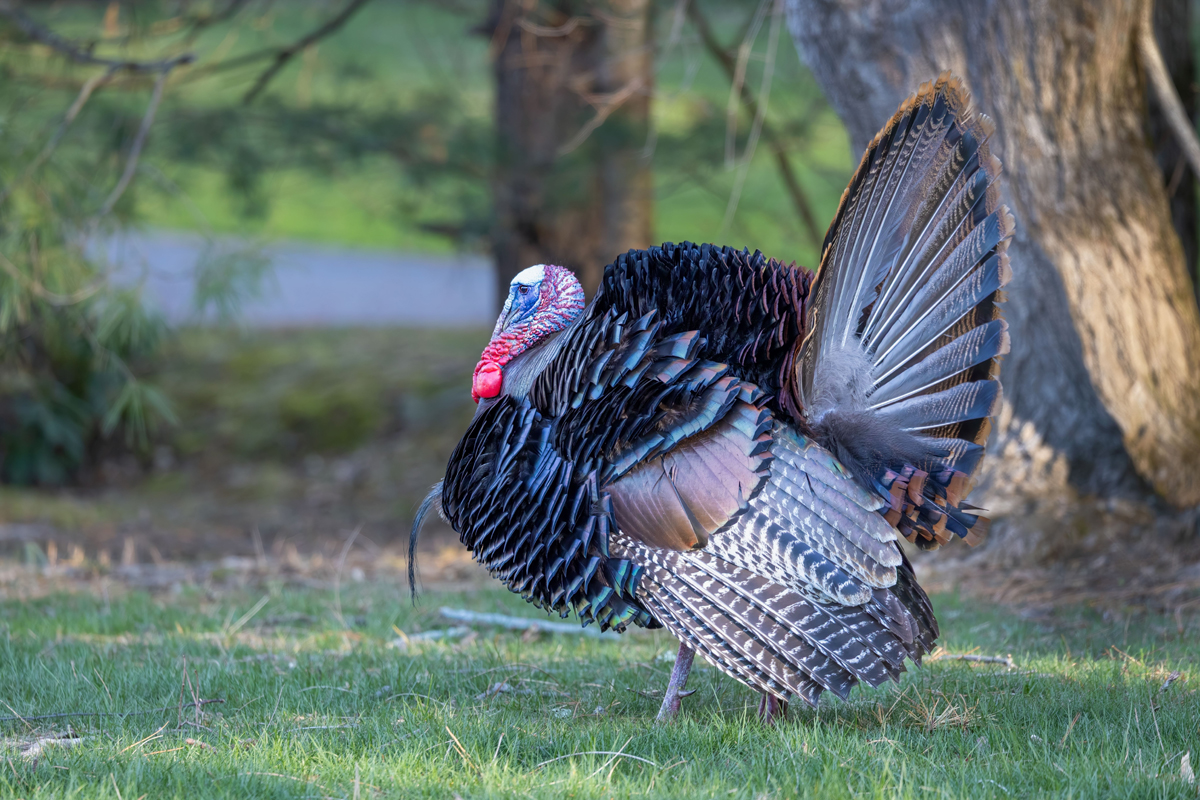 Questions and Answers About Wild Turkey?