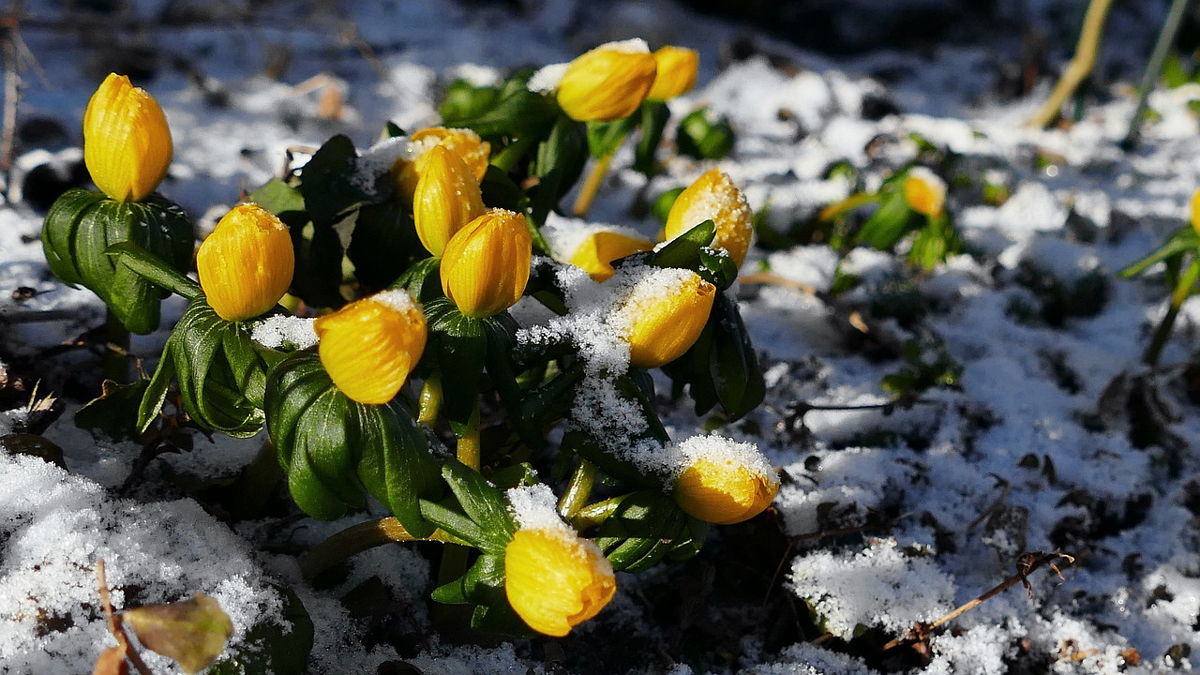Winter Gardening Guide: Thriving in February