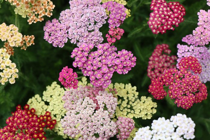 Yarrow, The Miracle Herb