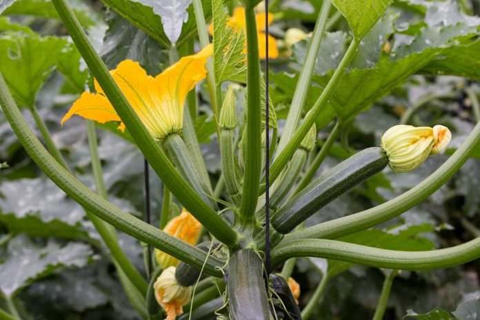 Growing Organic Zucchini