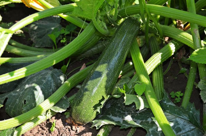 How to Grow Zucchini The Practical Way